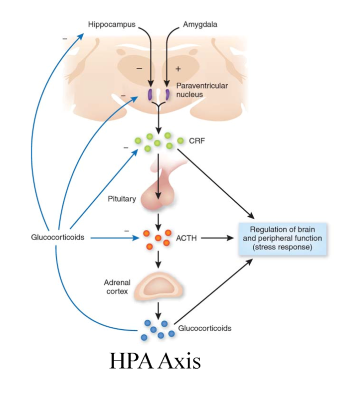 STRESS – Mood Trajectories and Outcomes Lab